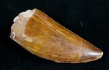 Carcharodontosaurus Tooth - Great Enamel #9389-2